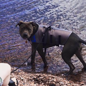 Rocky checks out the lake in his adventure vest and matching booties. 