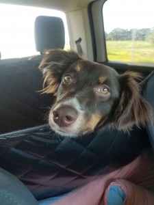 Lola enjoys the trip from the dog sling in the back of her owner's  truck. 